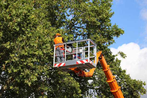 Best Seasonal Cleanup (Spring/Fall)  in Chico, TX