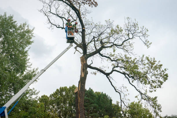 Best Palm Tree Trimming  in Chico, TX