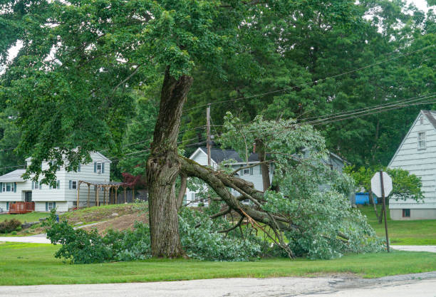 Best Root Management and Removal  in Chico, TX