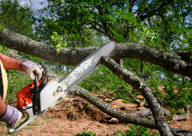 How Our Tree Care Process Works  in  Chico, TX