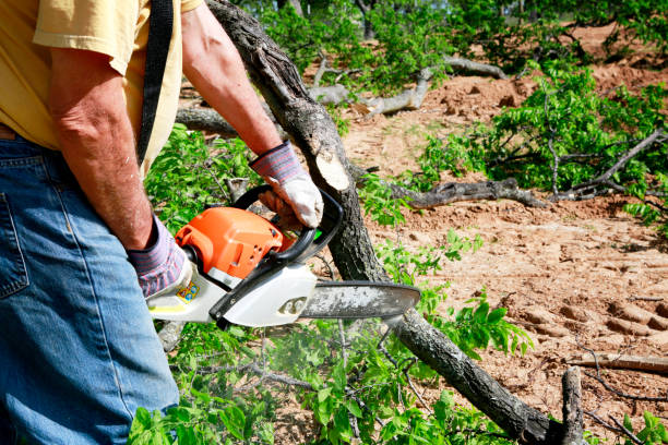 Best Tree Cabling and Bracing  in Chico, TX